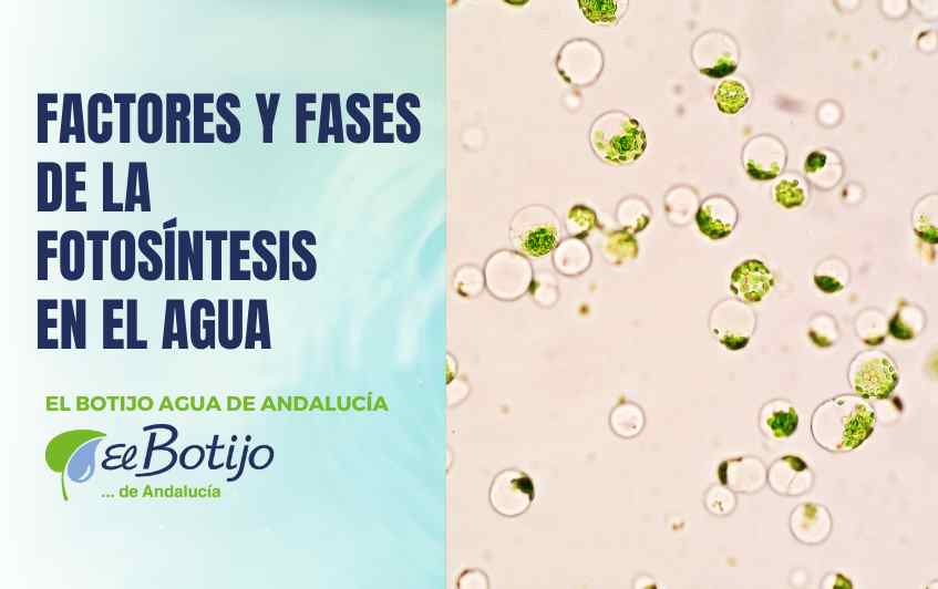 factores-fotosintesis-agua